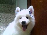 cachorros perros raza samoyedo cali Cali, Colombia