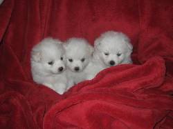 Hermosos Cachorros Pomerania Bogota, Colombia