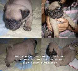 pug carlinos en venta medellin, colombia
