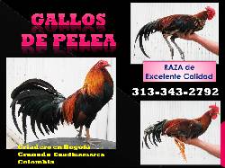 GALLOS FINOS de PELEA, RAZA DE COMBATE Afueras de BOGOT Bogot, Colombia