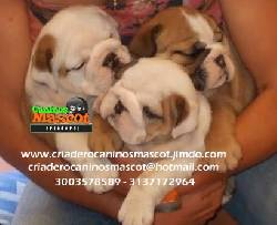 bulldog ingles puros medellin, colombia