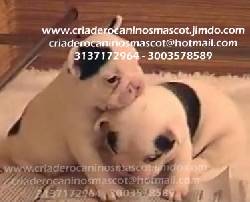 bulldog frances machitos y hembritas medellin, colombia