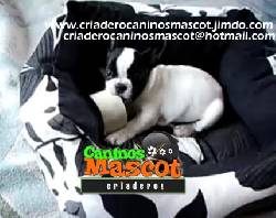 bulldog frances de caninos mascot medellin, colombia