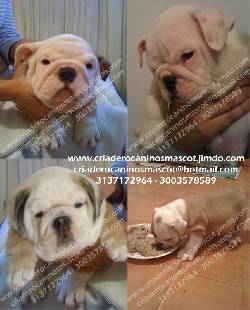 bulldog hermosos ingles medellin, colombia