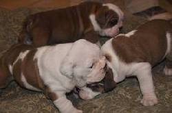 ADOPTA BULLDOG INGLES mexico, mexico