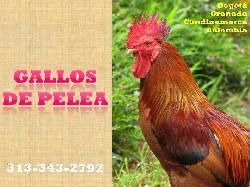 GALLOS de PELEA  GALLOS de COMBATE, Afueras de BOGOT Bogot, Colombia