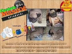 pug carlinos y reclama accesorios medellin, colombia