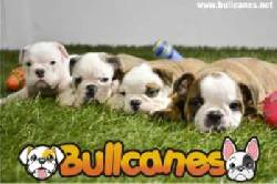 BULLDOG cachorros espectaculares garantizados BULLCANES medellin, colombia