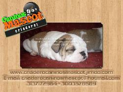 bulldog ingles de caninos mascot medellin, colombia