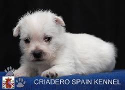 westy 100% puros garantizados a  la venta bogota, colombia