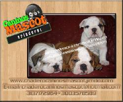 bulldog ingles de locura medellin, colombia