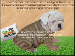 bulldog ingles nuevos cachorros medellin, colombia