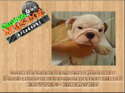bulldog ingles cachorros hermosos medellin, colombia
