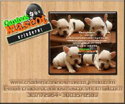 bulldog frances compra el tuyo medellin, colombia