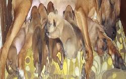 Cachorros Rhodeian Ridgeback en venta. Bogot, Colombia