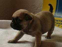 PUG CACHORROS EXCELENTE CALIDAD MANIZALES, COLOMBIA