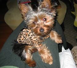 Yorkshire Terrier Miniatura Cali, Colombia