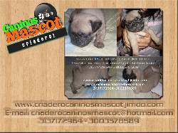 pug carlinos con su collar 100% puros medellin, colombia