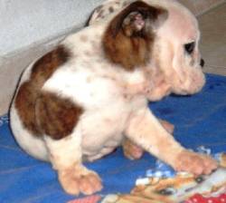 CACHORROS BULLDOG INGLS  PUREZA CERTIFICADA Cali, Colombia