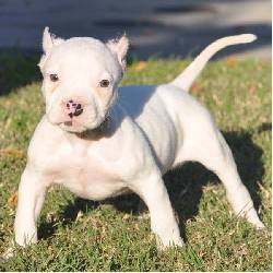 American Pitbull Cachorros, Blanco, Gris Y Blue Nose Bogota, Colombia