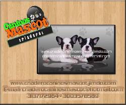 bulldog frances hermosos blancos medellin, colombia