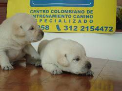 LABRADORES CACHORROS EXCELENTE CALIDAD MANIZALES, COLOMBIA