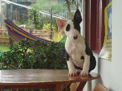BULL TERRIER CACHORROS DE EXCELENTE CALIDAD MANIZALES, COLOMBIA