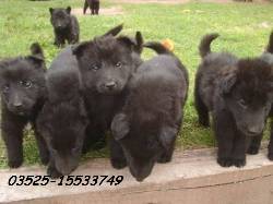 cachorros ovejero belga cordoba, argentina