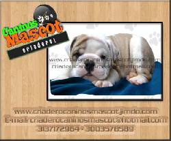 a la venta hermosos bulldog ingles medellin, colombia