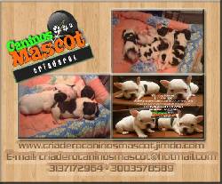 bulldog frances compre con seguridad.... medellin, colombia