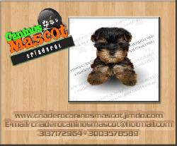 yorkshires hermosos cachorros medellin, colombia