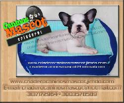 bulldog frances hermosos de caninos mascot medellin, colombia