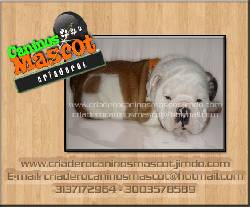 hermosos bulldog ingles bulldog medellin, colombia