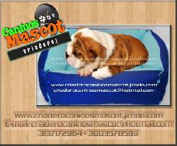 bulldog ingles para regalo medellin, colombia