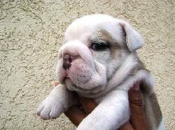 NUEVA CAMADA BULLDOG INGLES CALI, Colombia
