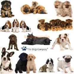 vendo cachorros todas razas en colombia bogota, colombia