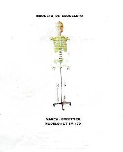 Maqueta de Esqueleto Venta Nueva Lima, Peru