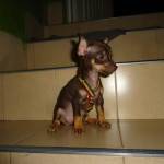 Pinscher miniatura venta de hermosos cachorritos garant cali, calombia