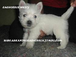 HERMOSOS CACHORROS DE DIFERENTES RAZAS DE CRIADERO  BOGOTA, COLOMBIA