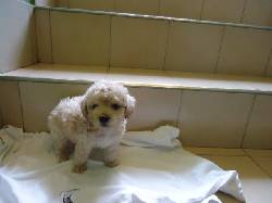 French poodle venta de cachorritos hermosos cali, calombia
