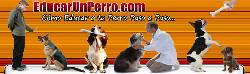 CURSO PARA EDUCAR PERROS  Santiago, Republica Dominicana