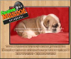 bulldog ingles de exelente calidad medellin, colombia