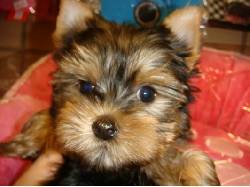 Yorkshire terrier cachorros para su aprobacin cali, colombia