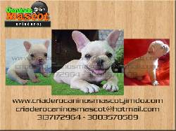 bulldog frances 100% puros espectaculares medellin, colombia