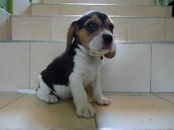 Venta de cachorros beagle ingles garantizados 100% cali, calombia