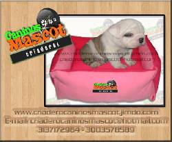 bulldog ingles contactenos medellin, colombia