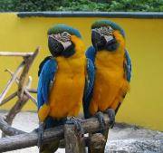 REAGLO LOROS GUACAMAYOS PARA ADOPCION Cali, colombia