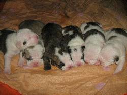 VENDO CACHORROS BULLDOG INGLES MEDELLIN, COLOMBIA
