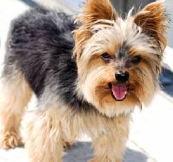 servicio de monta de yorkie cali, colombia