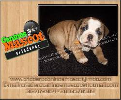 bulldog ingles antojate de ellos medellin, colombia